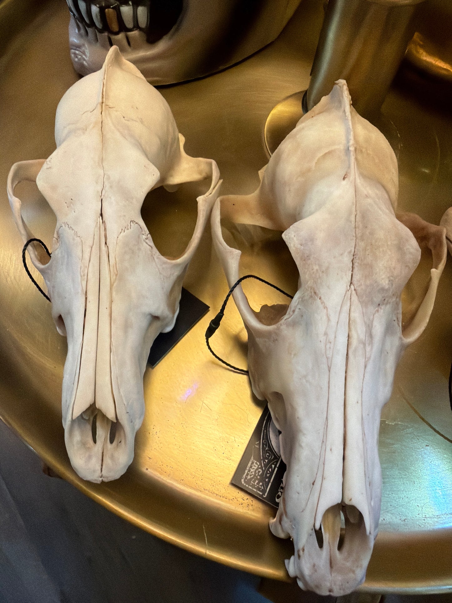 Coyote Skull Top Half