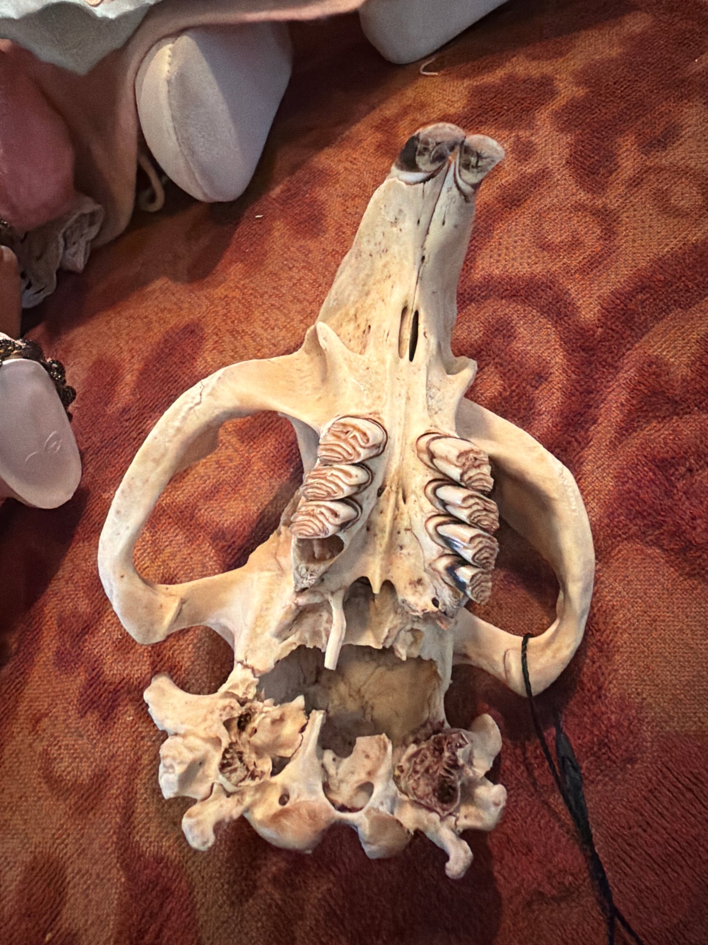 Beaver Skull Top Half