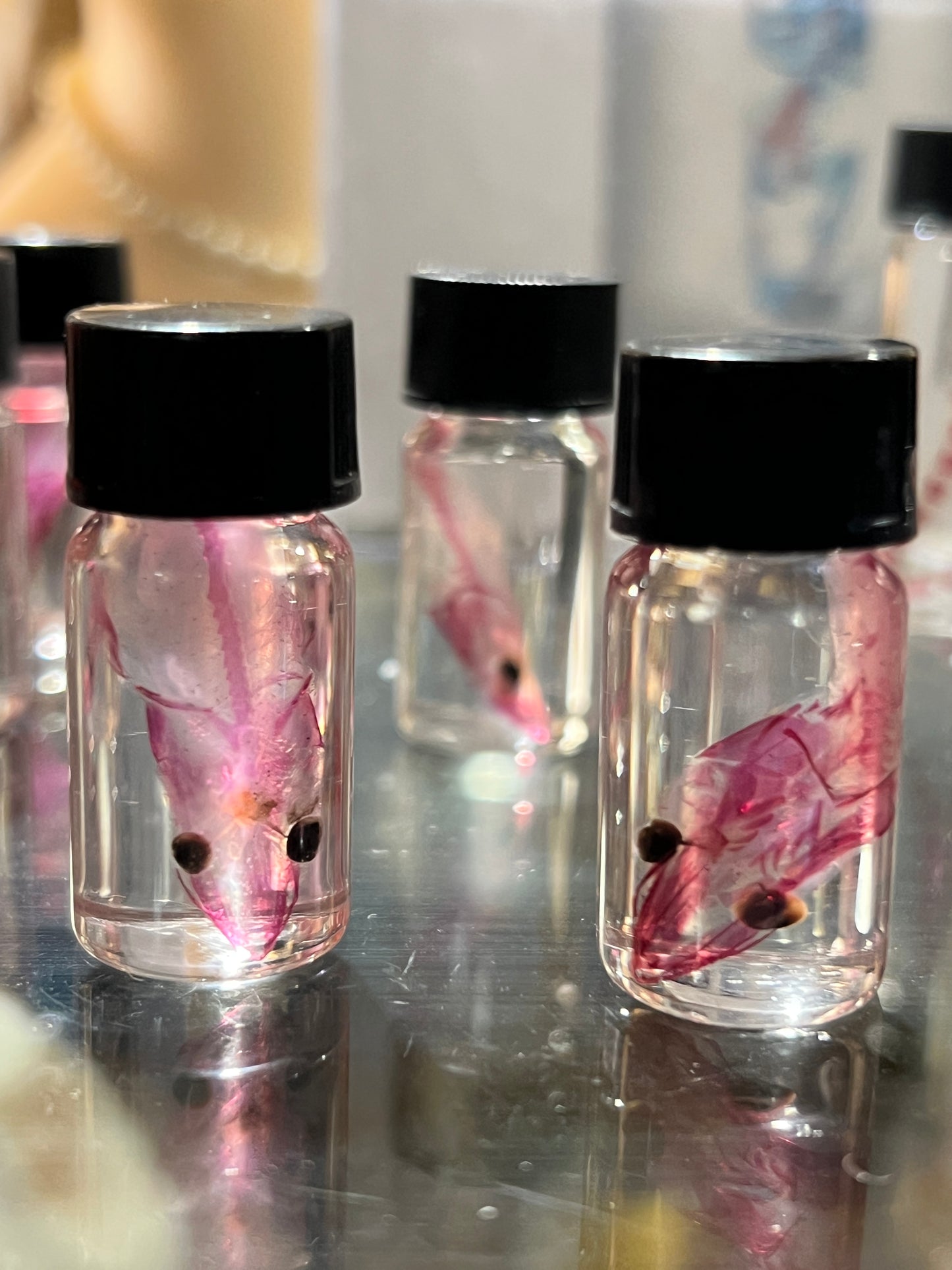 Diaphonized Eel Skull