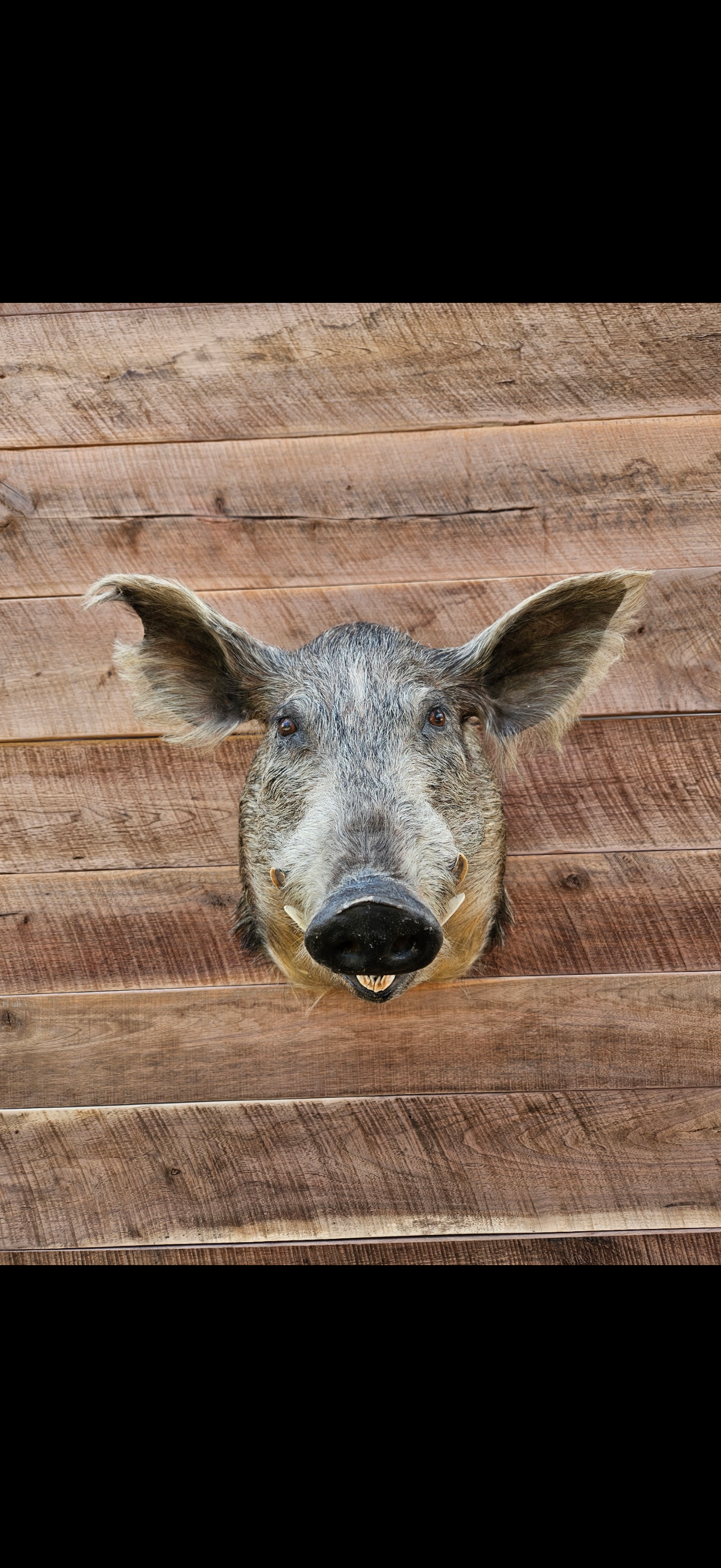 Hog Taxidermy Raffle!!