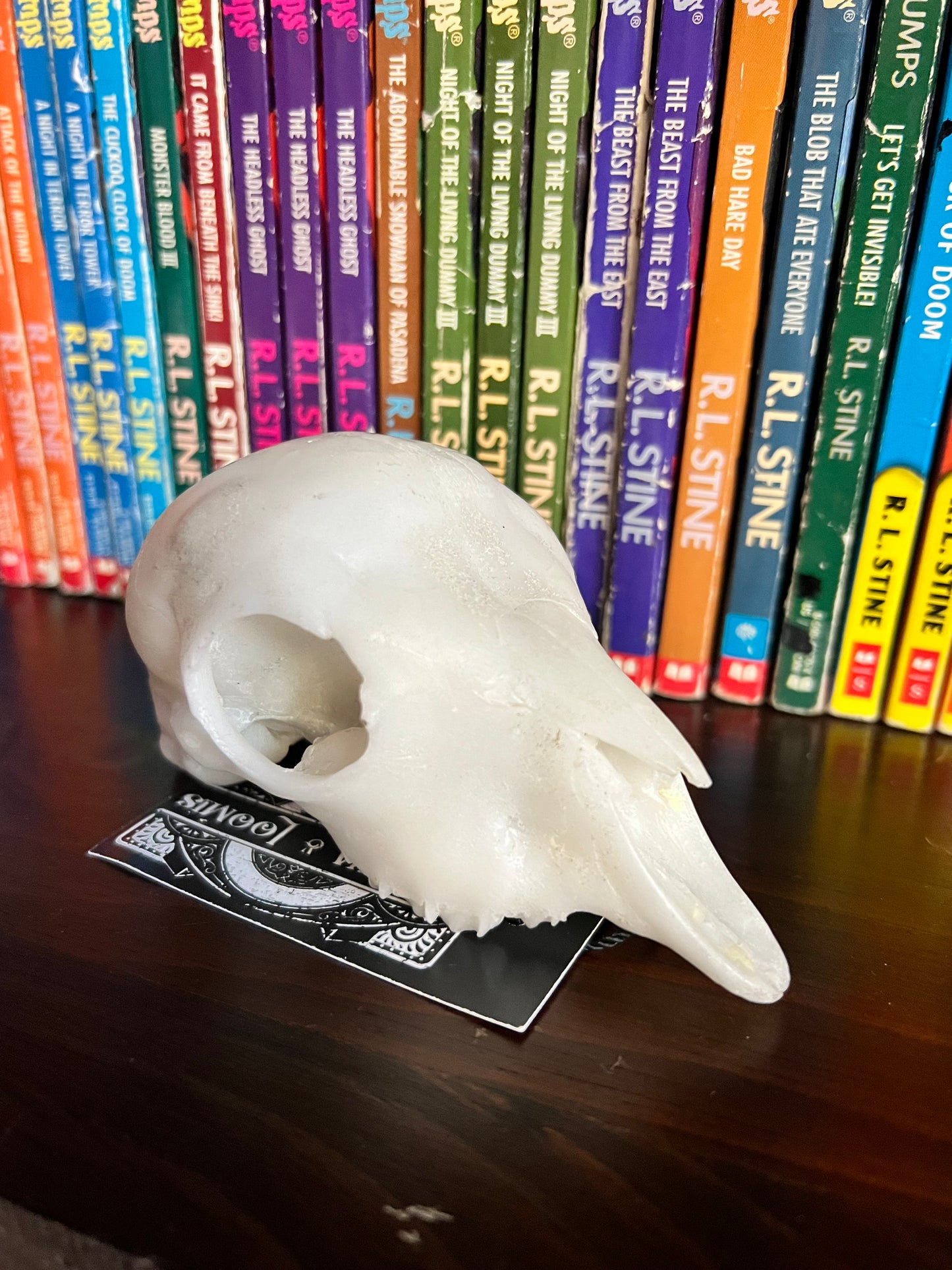Goat Kid Skull replica
