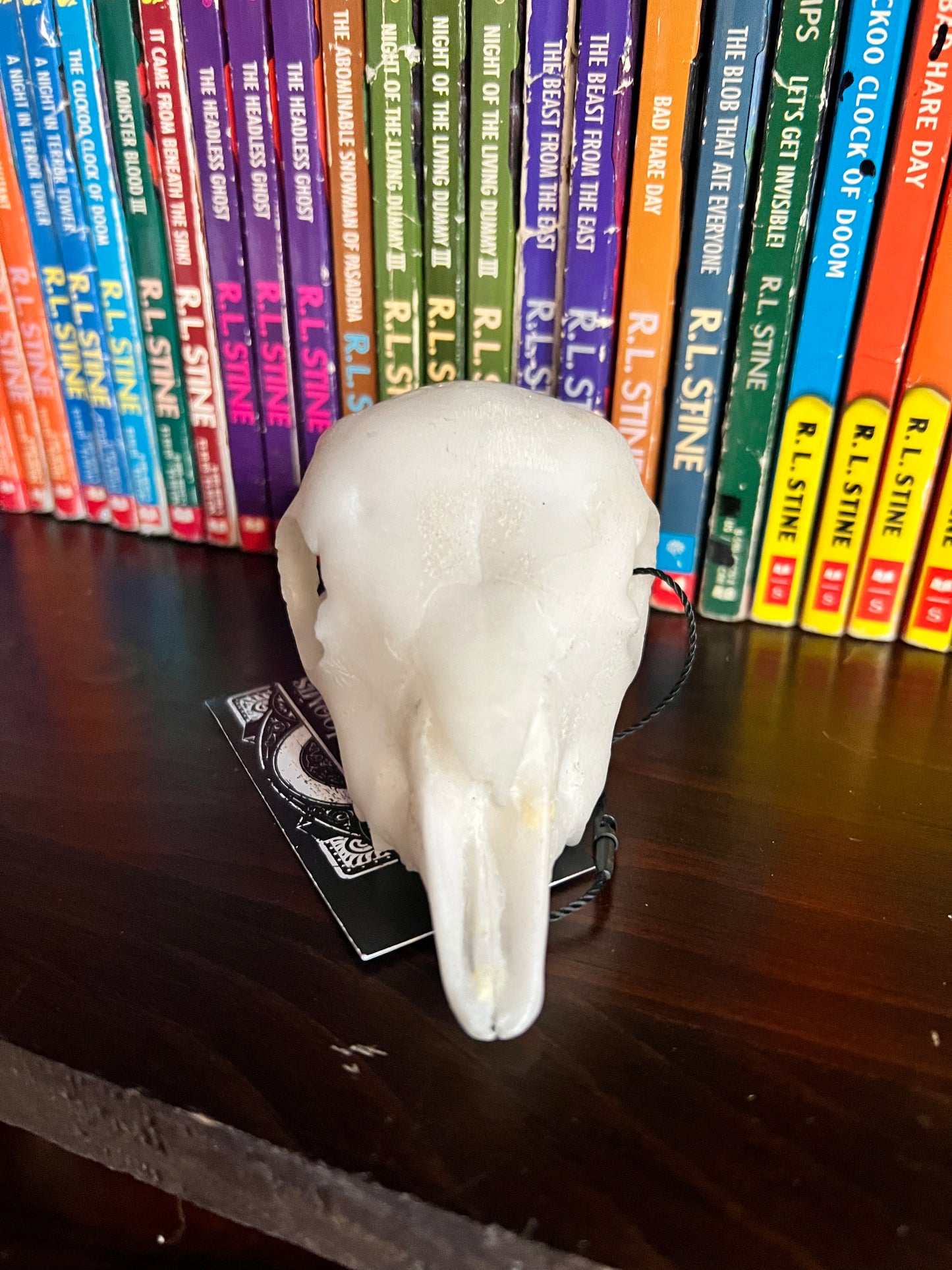 Goat Kid Skull replica