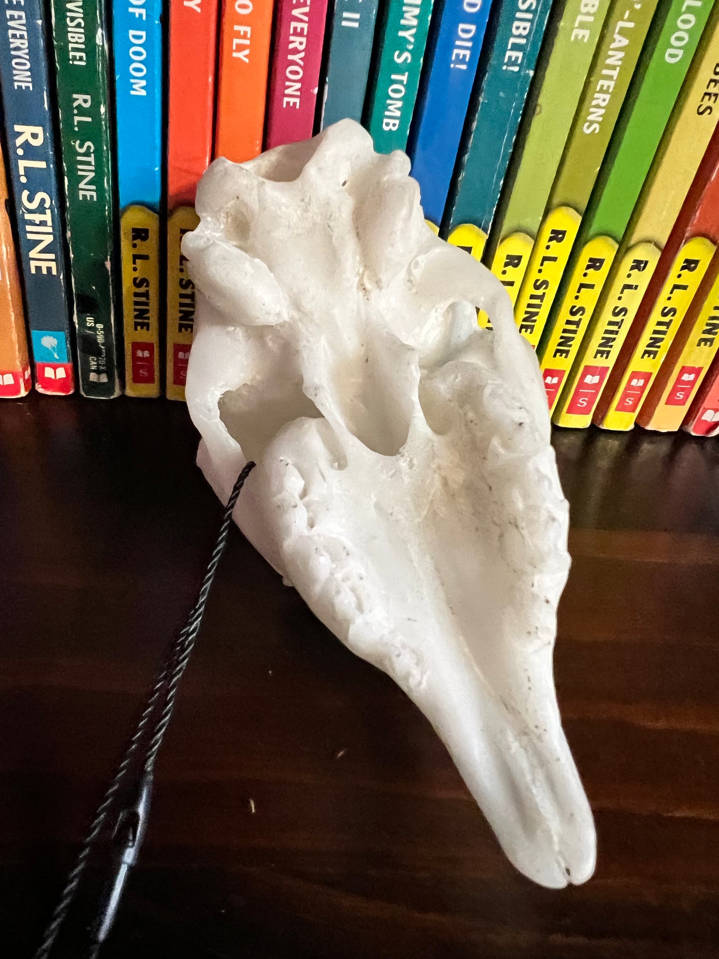 Goat Kid Skull replica