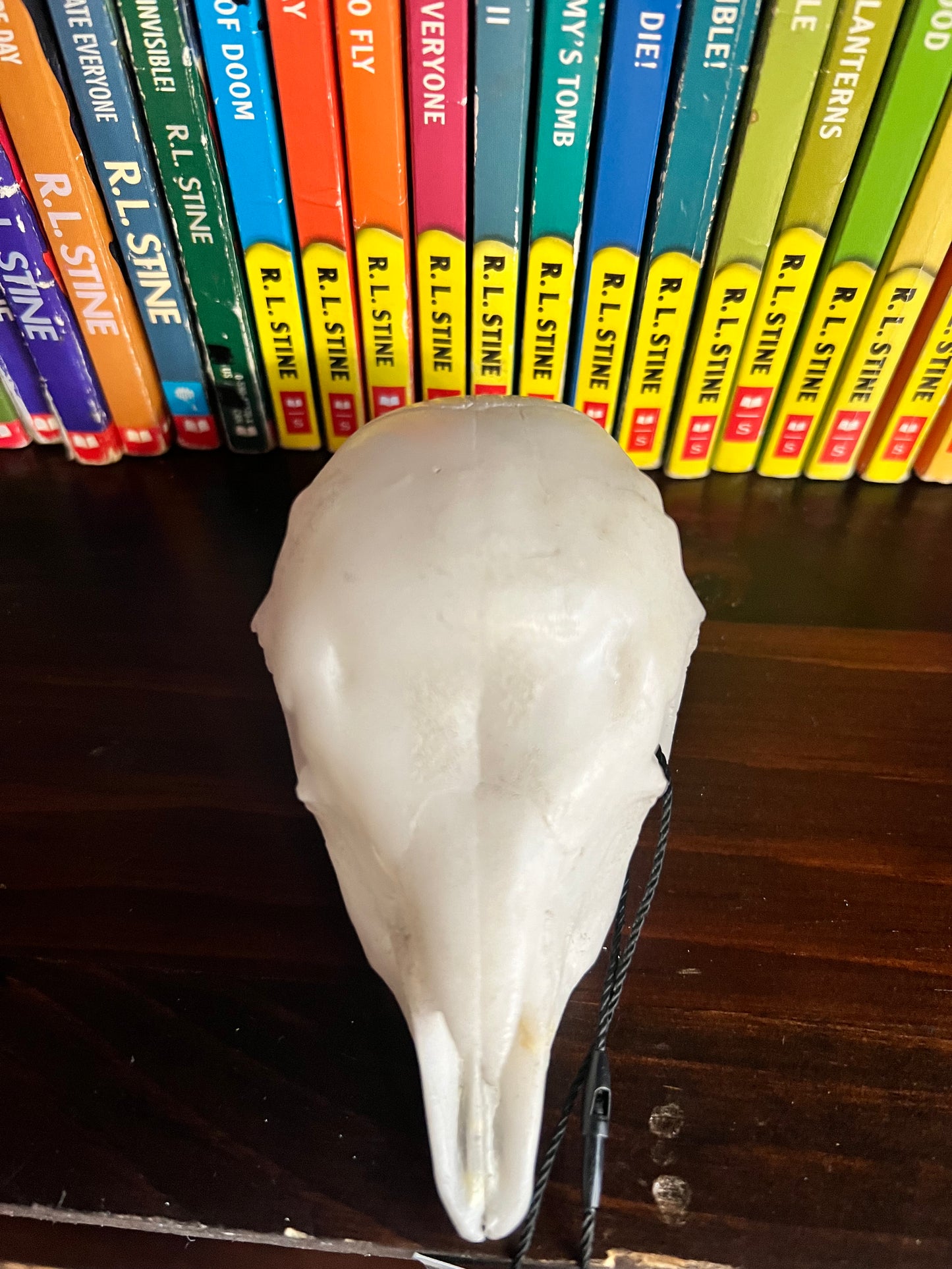 Goat Kid Skull replica