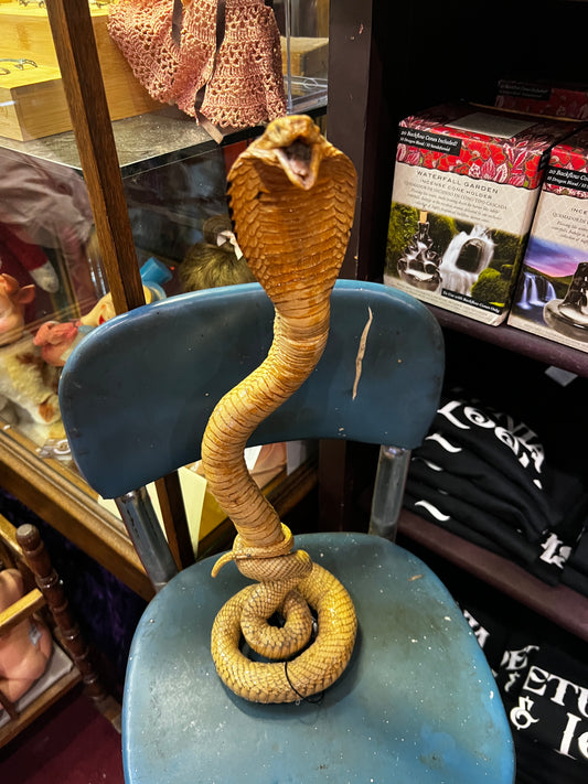 Vintage Cobra Taxidermy amount