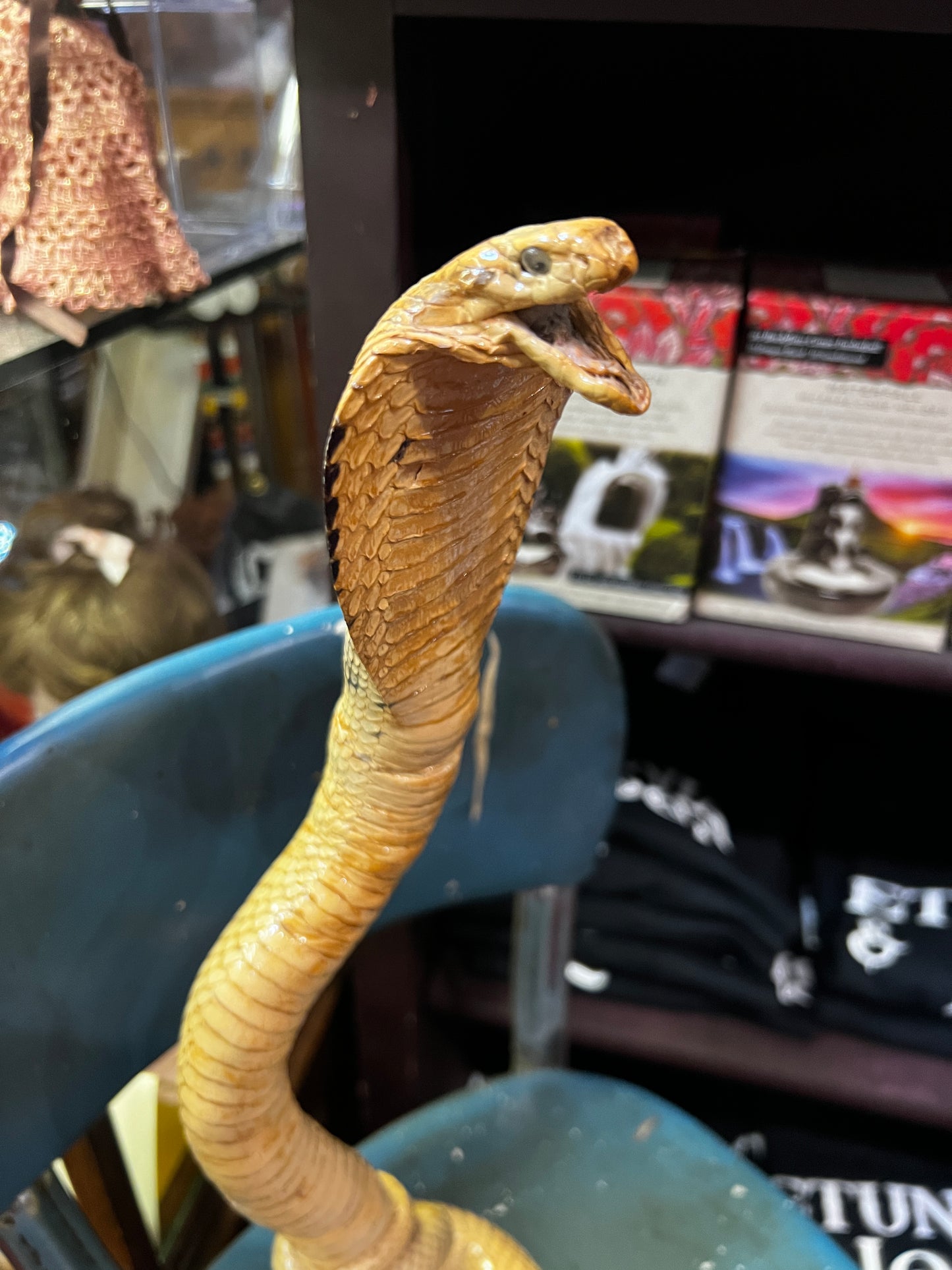 Vintage Cobra Taxidermy amount