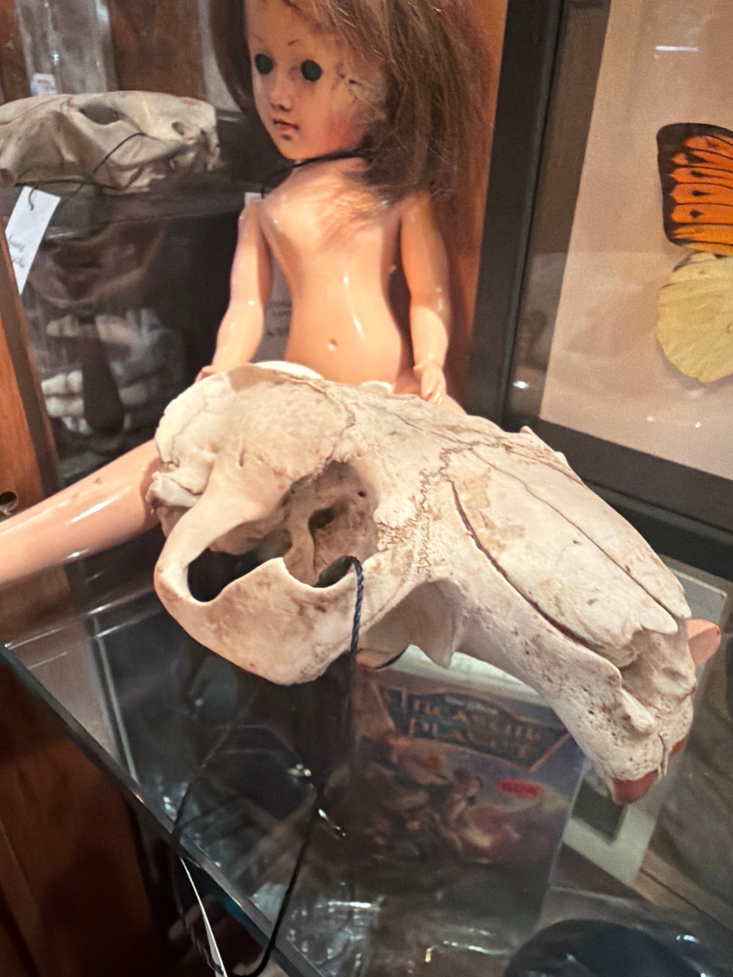 Beaver Skull Top Half