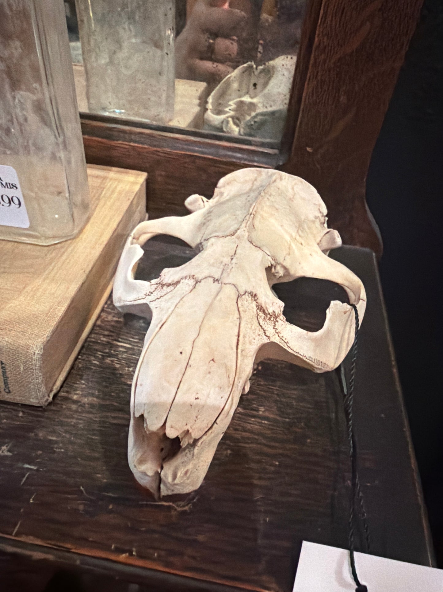 Beaver Skull Top Half