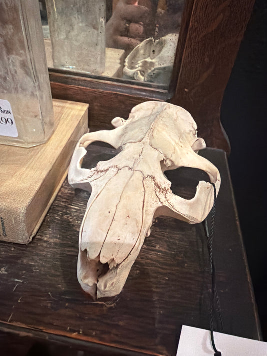 Beaver Skull Top Half