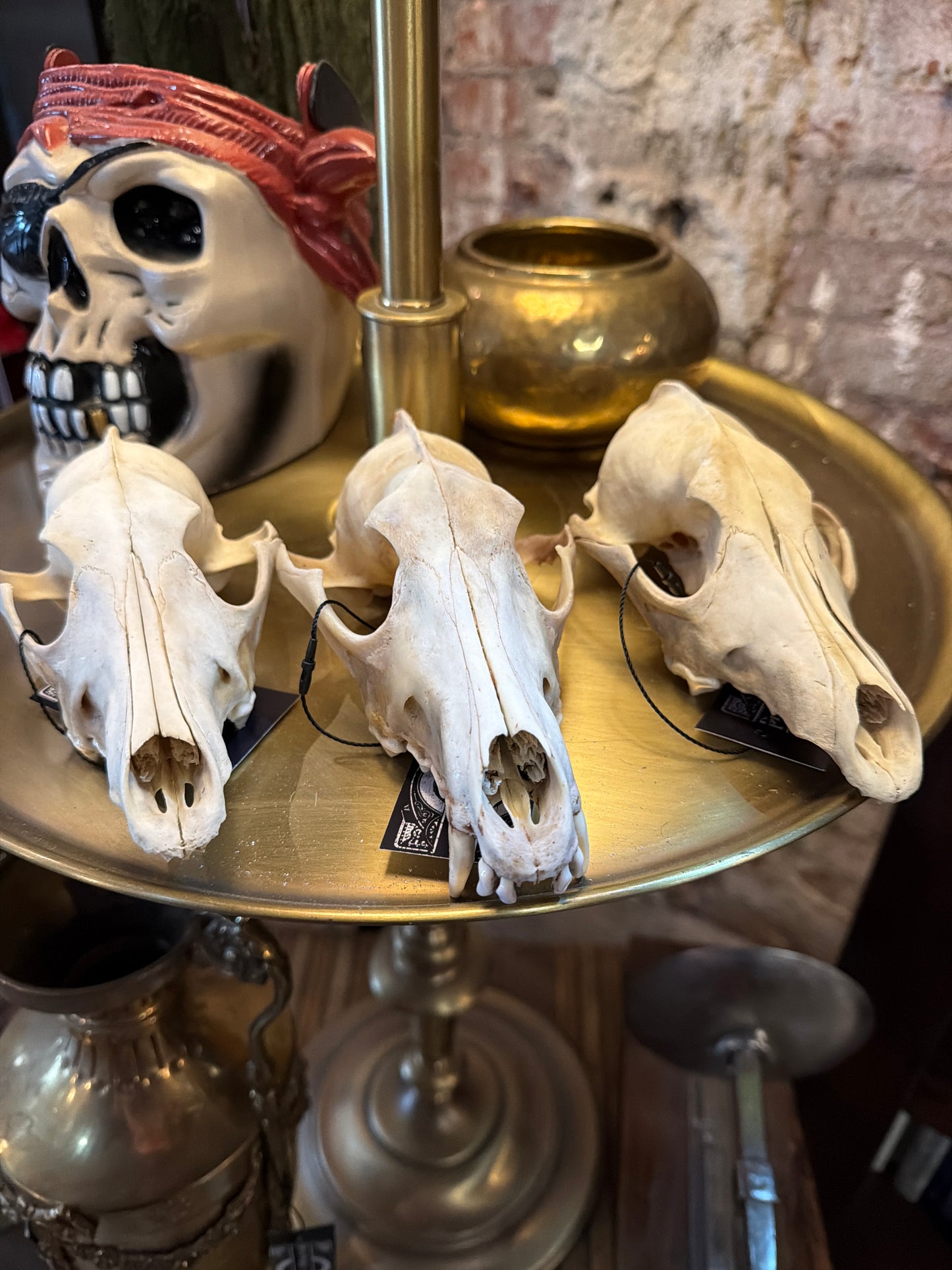 Coyote Skull Top Half