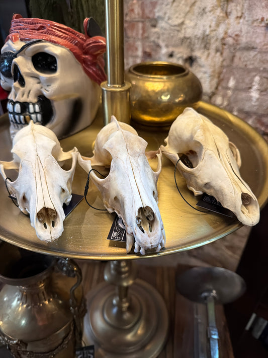 Coyote Skull Top Half