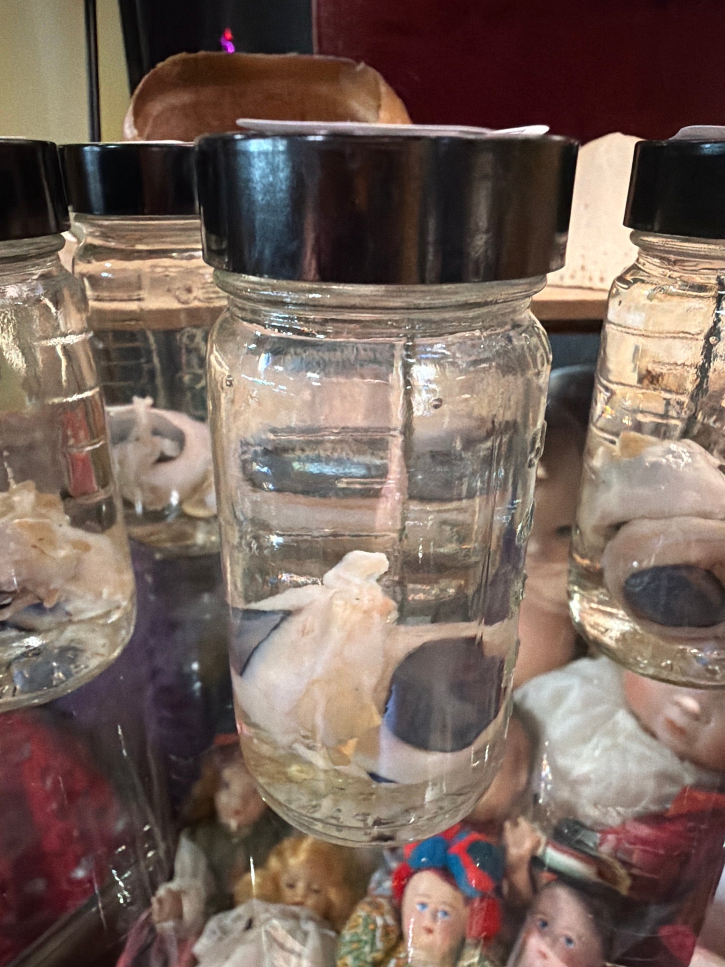 Coyote Eyes Wet Specimen