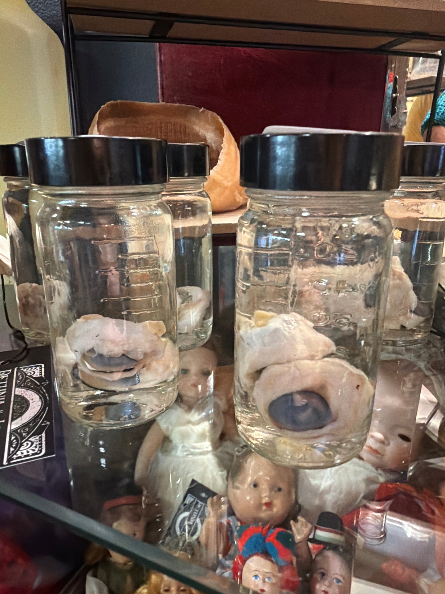 Coyote Eyes Wet Specimen