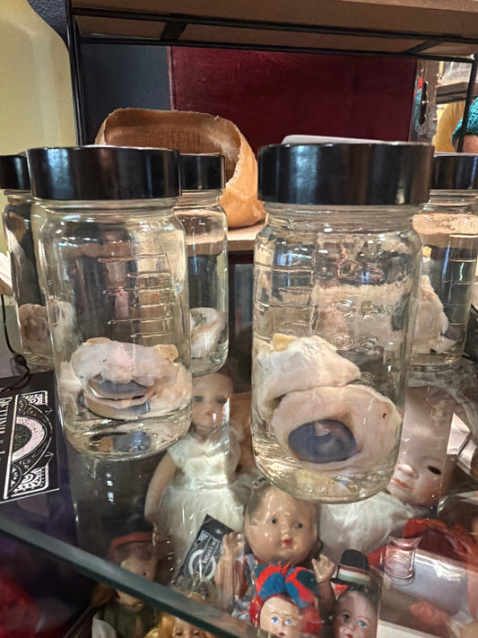 Coyote Eyes Wet Specimen