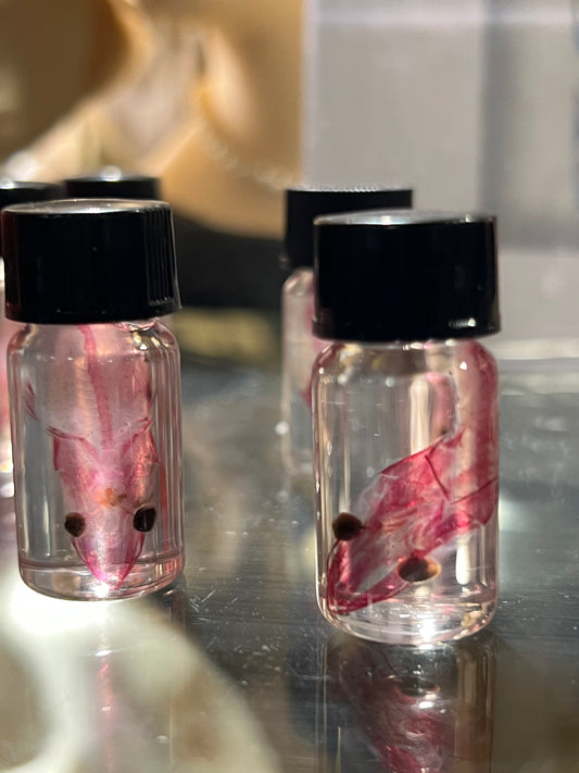 Diaphonized Eel Skull