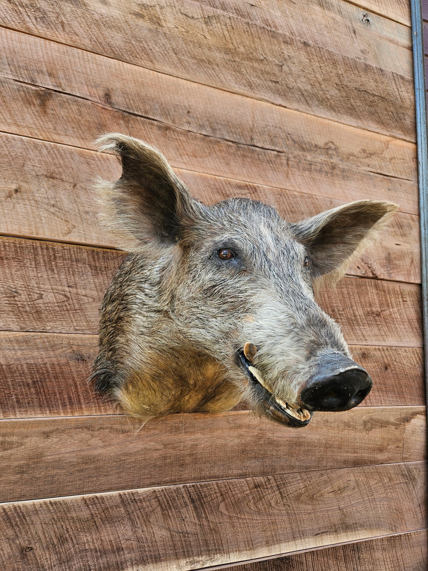 Hog Taxidermy Raffle!!