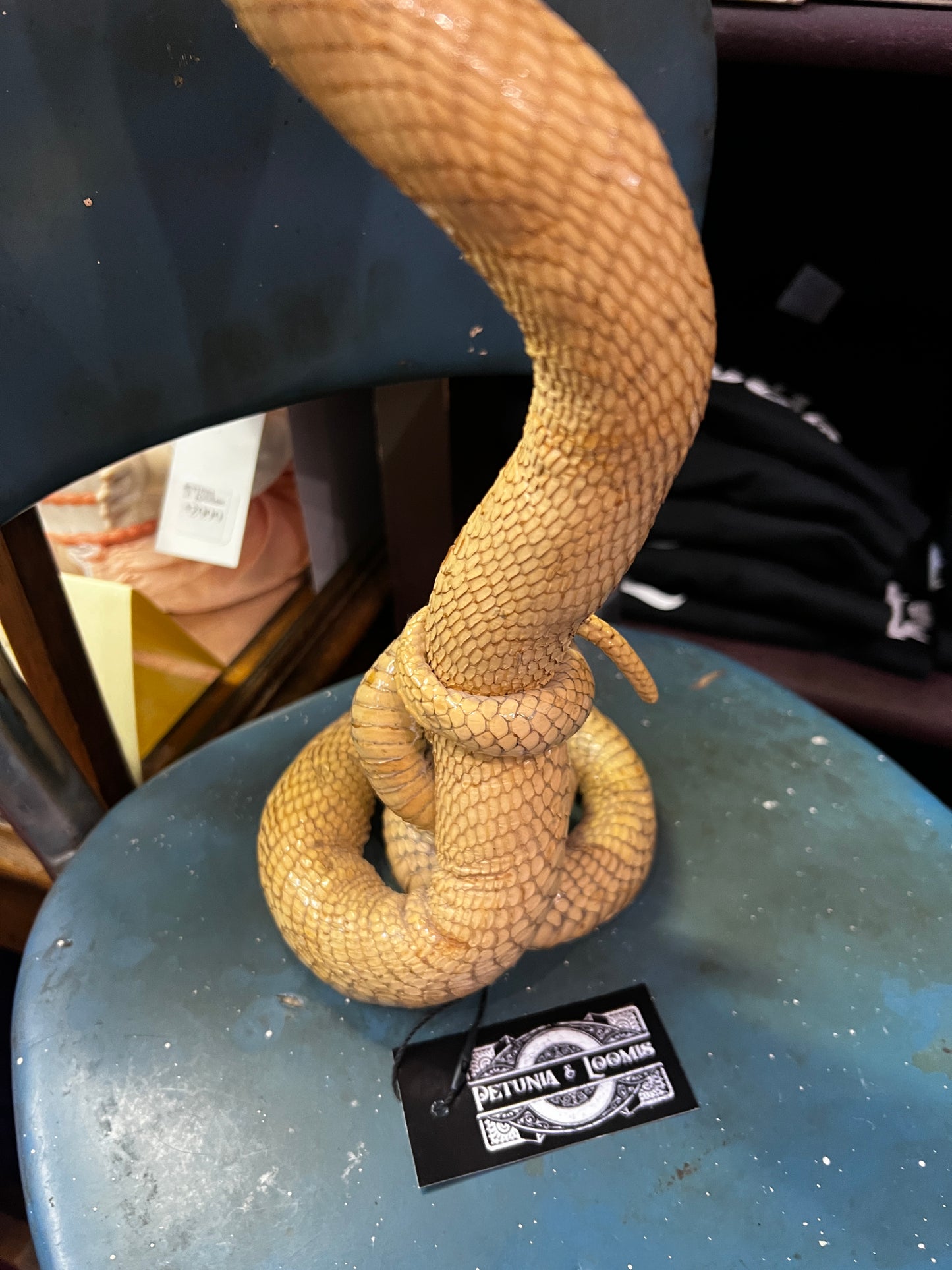 Vintage Cobra Taxidermy amount