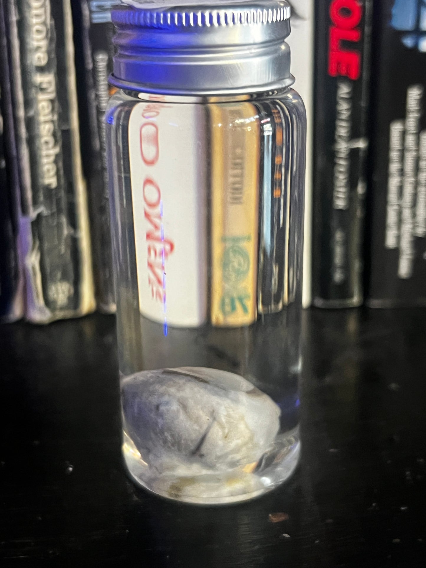 Pig Eye Ball Wet Specimen