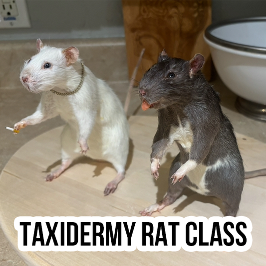 Taxidermy Rat Class on December 13th at 2:00pm